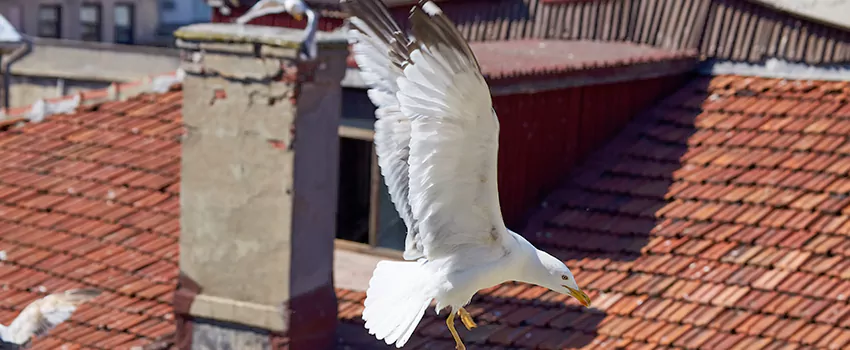 Residential Chimney Animal Removal Solution in The Colony, TX