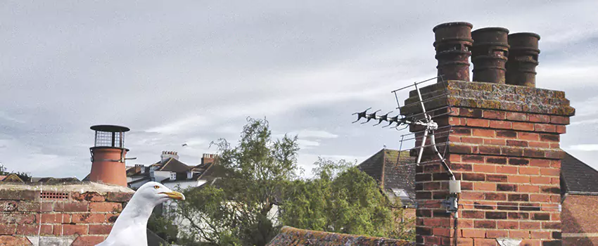 Chimney Cleaning And Restoration in The Colony, Texas